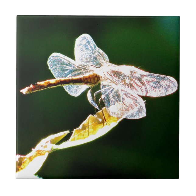 Transparent dragonfly tile (Front)