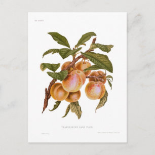 Transparent Gauge Plum Postcard