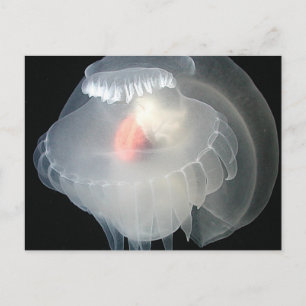 Transparent Sea Slug 2 Postcard
