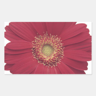 Transvaal daisy Common daisy Rectangular Sticker