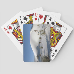Transverse Dunes and Soaptree Yucca Playing Cards