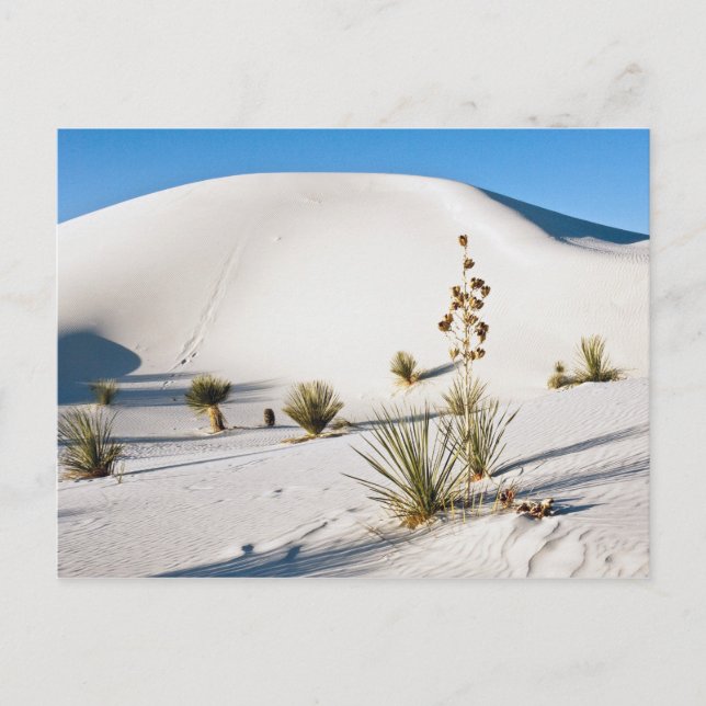 Transverse Dunes and Soaptree Yucca Postcard (Front)