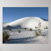 Transverse Dunes and Soaptree Yucca