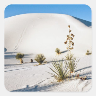 Transverse Dunes and Soaptree Yucca Square Sticker