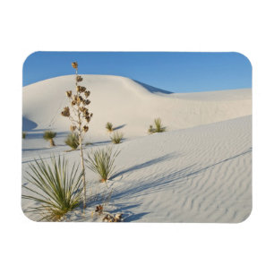 Transverse Dunes, Yucca, shadows Magnet