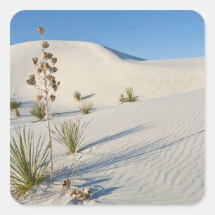 Transverse Dunes, Yucca, shadows Square Sticker