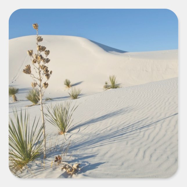 Transverse Dunes, Yucca, shadows Square Sticker (Front)
