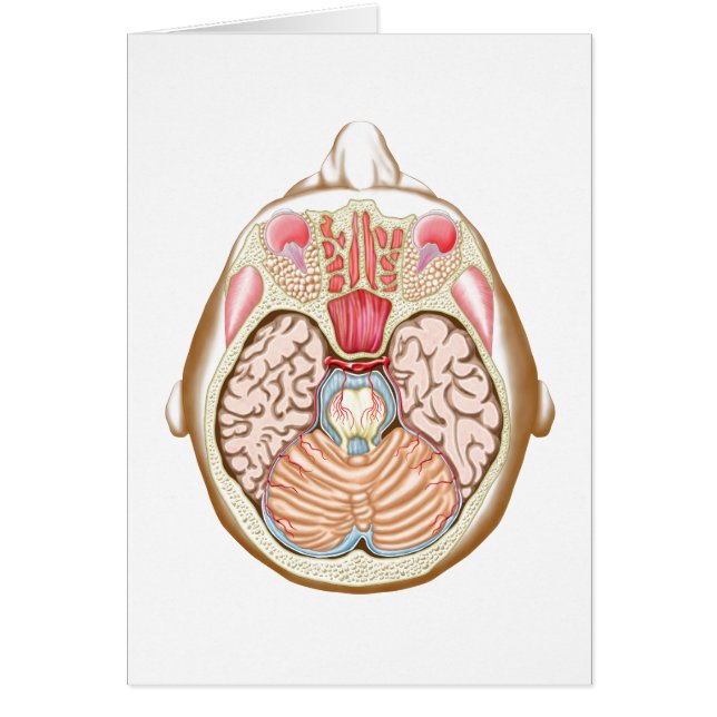 Transverse Section Of The Midbrain (Front)