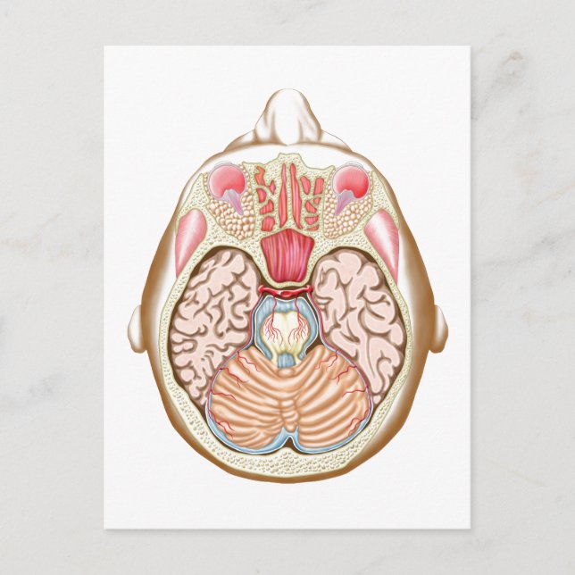 Transverse Section Of The Midbrain Postcard (Front)