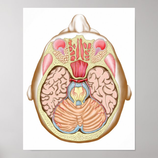 Transverse Section Of The Midbrain Poster (Front)