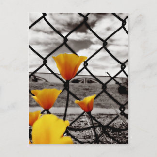 Trapped behind fences and under dramatic skies postcard