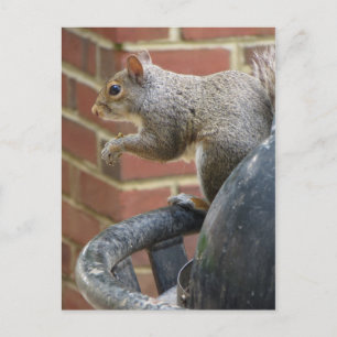Trashcan Squirrel Postcard