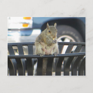 Trashcan Squirrel Postcard