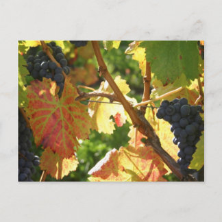 Travel collecting postcard 65