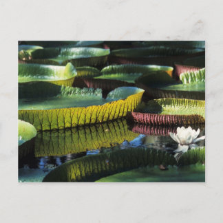 Travel collecting postcard 7