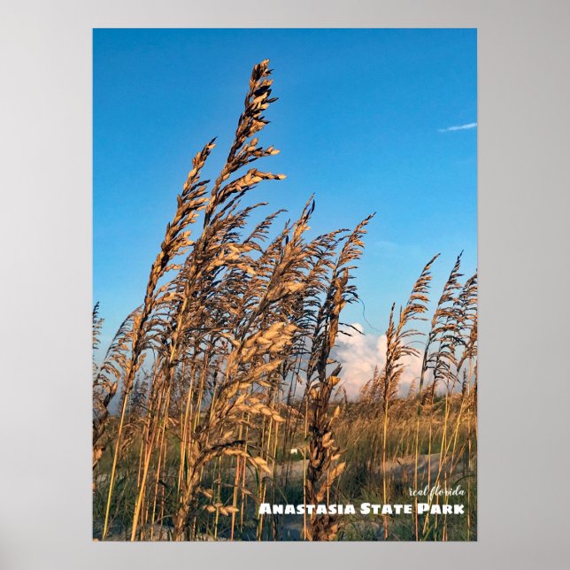 Travel | Florida - Anastasia State Park Sea Oats Poster (Front)