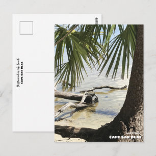 Travel   Florida - Cape San Blas Driftwood Postcard