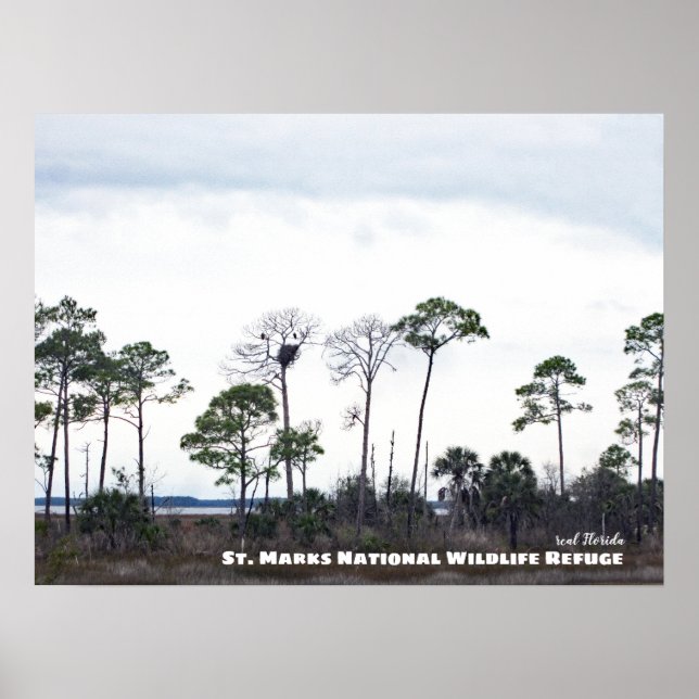 Travel | Florida - Eagles Nest, St. Marks Wildlife Poster (Front)