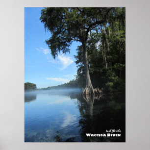 Travel Florida - Old Cypress Tree, Wacissa River Poster