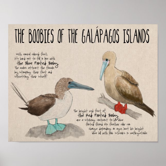 Travel Poster: Birds of the Galapagos Islands Poster (Front)