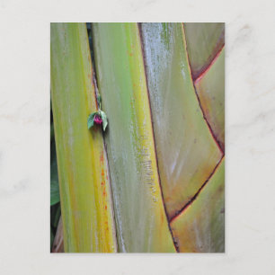 Travelers Palm Tree Postcard