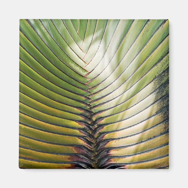 Traveler's Tree - Guadeloupe Magnet (Front)