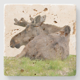 Travertine stone coaster w/ moose