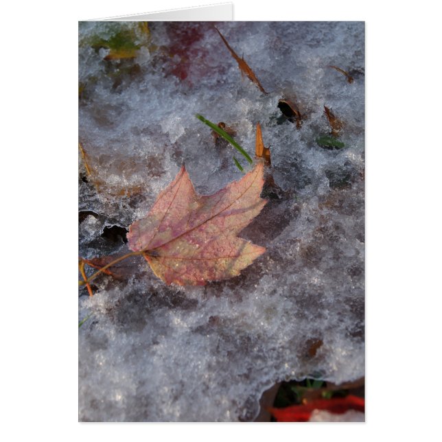 "Treasure in Ice" (Front)