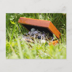 Treasure jewellery box   postcard