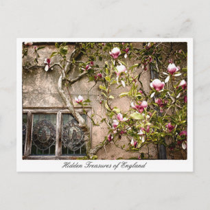 Treasures of England, Magnolia Flowers, Britain Postcard