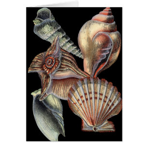 Treasures of the Sea