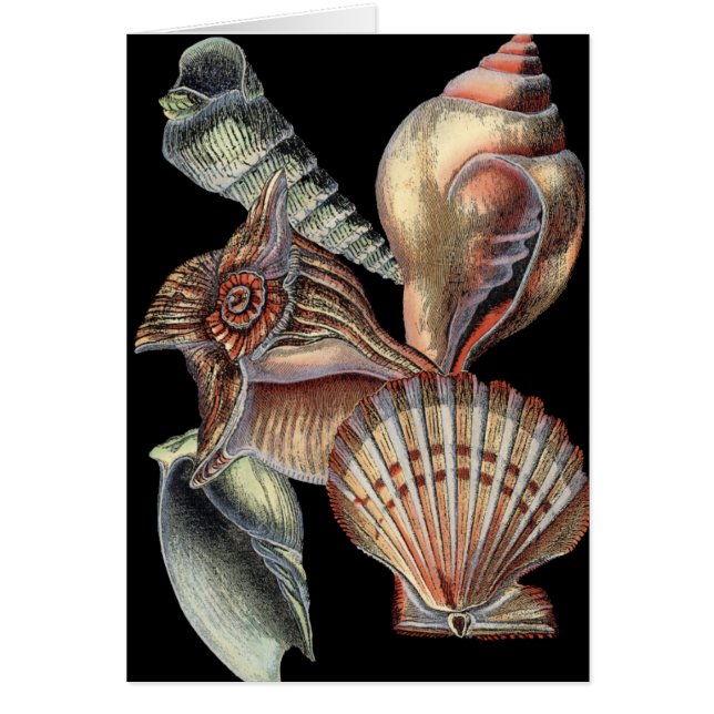 Treasures of the Sea (Front)