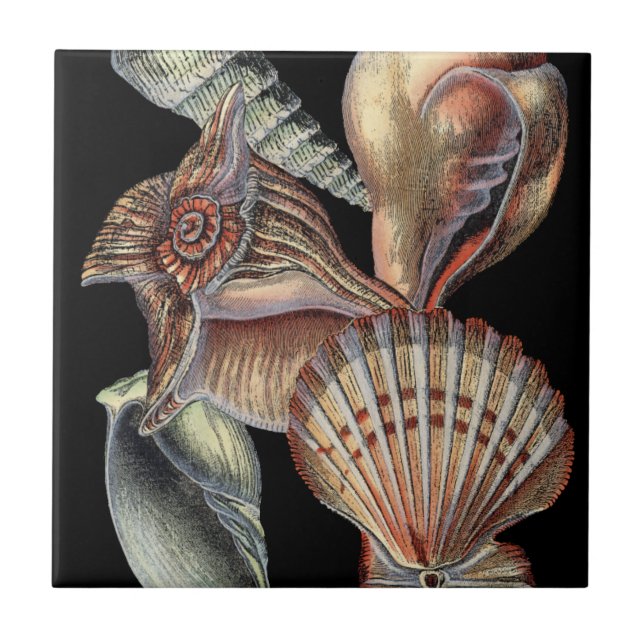 Treasures of the Sea Tile (Front)