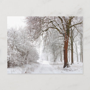 Tree Alley   Stupinigi Parc, Italy Postcard