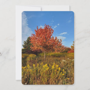 Tree and Autumn Colours in Park Blank Card