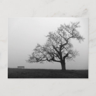 Tree and Bench in Fog Postcard