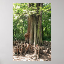 Tree and roots