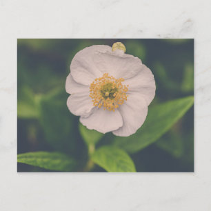 Tree Anemone Postcard