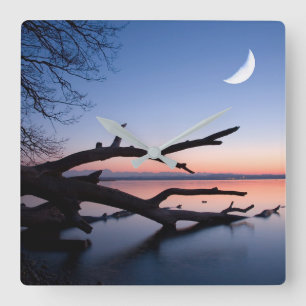 Tree at Starnberg Lake Muensing Bavaria Germany Square Wall Clock