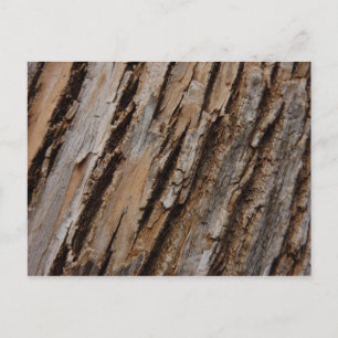 Tree Bark I Natural Abstract Textured Design Postcard