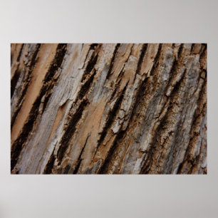 Tree Bark I Natural Abstract Textured Design Poster