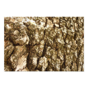 Tree Bark II Natural Textured Design Photo Print