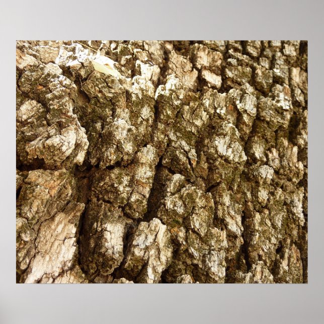 Tree Bark II Natural Textured Design Poster (Front)