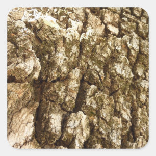 Tree Bark II Natural Textured Design Square Sticker