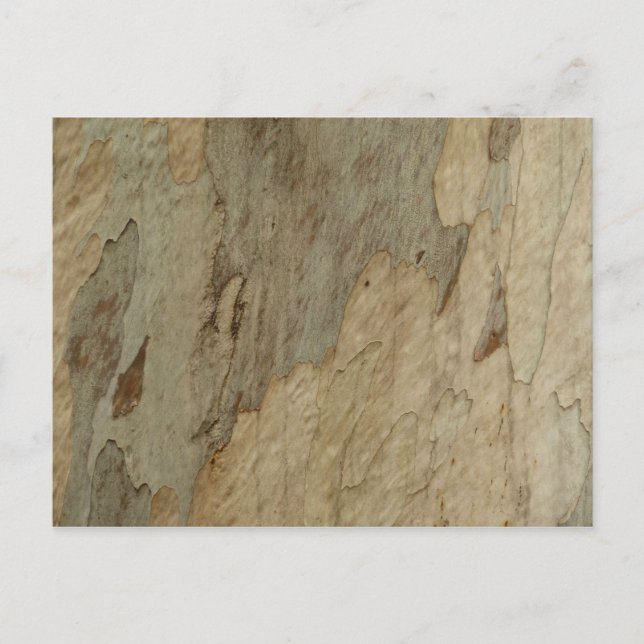 Tree Bark III Natural Abstract Textured Design Postcard (Front)