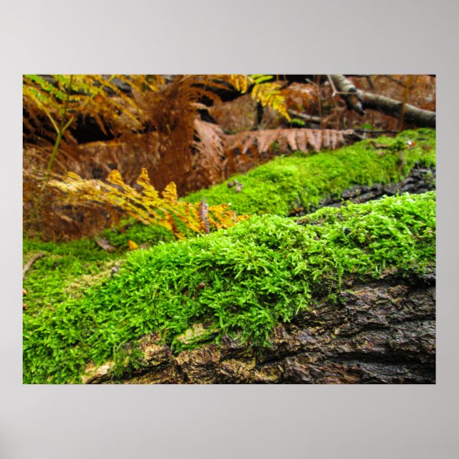 Tree Bark in Autumn Moss - Personalized Poster (Front)