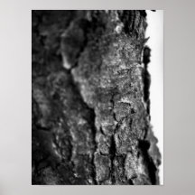 Tree Bark Macro Black and White
