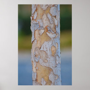Tree Bark Poster