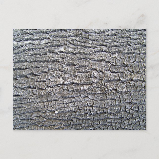 Tree Bark Texture Horizontal Postcard (Front)