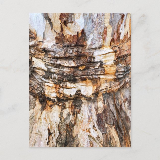 Tree Bark Texture Postcard (Front)